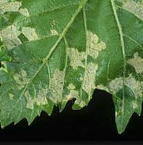 Image result for Colomerus vitis