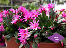 Christmas/thanksgiving cactus is an excellent indoor plant that will thrive in bright light with no direct sun. Holiday Cactus Houseplants Plants Indoor Gardening Blooming Secrets