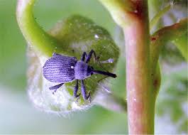 Image result for květopas jahodníkový