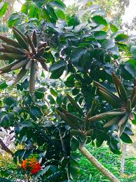 Image result for Haplocoelum