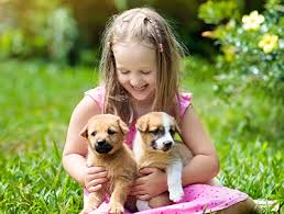 We did not find results for: Piletechs Pet Services El Paso Texas