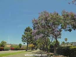 Maybe you would like to learn more about one of these? Willow S Cottage They Re Everywhere They Re Everywhere