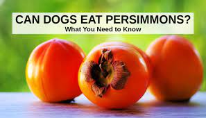 It lacks a core, seeds, and tannins. Can Dogs Eat Persimmons What You Need To Know
