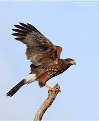 Birds Of The Southwest United States All Newest Pixdaus Harris Hawk Birds Of Prey Wild Birds