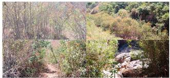 Image result for Olinia chimanimani