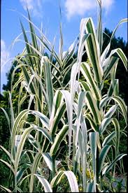 Image result for Arundo donax