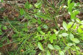 Image result for Scleria lithosperma