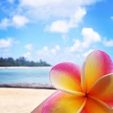 A Fragrant Frangipani Flower By Muribeach On Our Beautiful Island Of Rarotonga Frangipani Flowers Plumeria