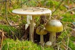 What is the most poisonous mushroom?