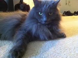 Russians come from a plethora of different people, but slavs are the most common. Pictures Of Nebelung Cat Breed Cat Breeds Russian Blue Cat Nebelung Cat