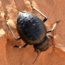 Insectes11 2