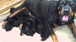 The humane society of deaf smith county, stray hearts animal shelter, the animal welfare coalition of northern new mexico, angel fire animal rescue, conour animal shelter and walsenberg animal. Rottweiler Puppies With Mom 1 Week Old Youtube