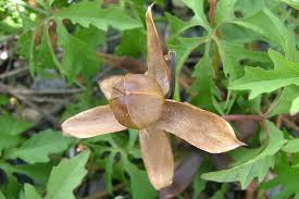 Image result for Merremia