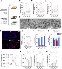 For one thousand yen you get today 37 ringgits 62 sens. Neuronal Cell Based High Throughput Screen For Enhancers Of Mitochondrial Function Reveals Luteolin As A Modulator Of Mitochondria Endoplasmic Reticulum Coupling Bmc Biology Full Text