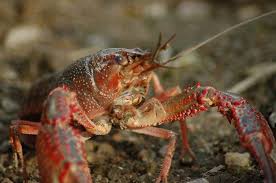 Many of the established species occupy. What Do Crayfish Eat In The Wild And As Pets Pet Keen