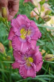 We did not find results for: Daylily Hemerocallis Lavender Blue Baby In The Daylilies Database Garden Org