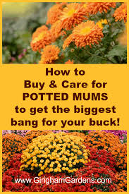 Mums not only range in color but size and shape too. Tips For Keeping Potted Mums Looking Great Gingham Gardens