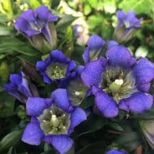 Enzian Blumen