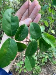 Image result for Hippocratea parviflora