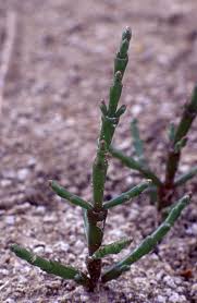 Image result for Salicornia pachystachya