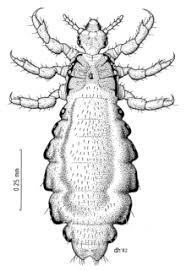 But scientists are now saying some lice overseas are starting to. Head Louse Wikipedia