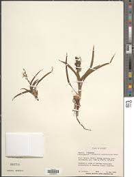 Image result for Chlorophytum subpetiolatum