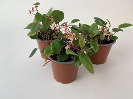 Image result for Begonia elaeagnifolia
