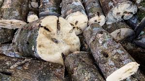 The treasure is one of the rarest trees in the world: Agarwood Oil Lowest Price In Us Price Guarantee