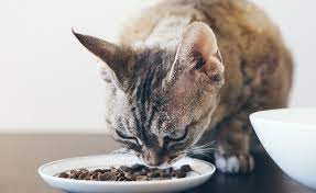 Best Low Phosphorus Canned Cat Food Homemade Cat Food Kidney Recipes Canned Cat Food