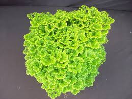 Image result for Selaginella kraussiana
