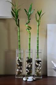 The Easy Care Lucky Bamboo Design Ideas And Decorations House Plants Decor Bamboo Decor Bamboo Plants
