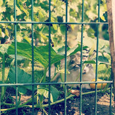 Na Wer Guckt Denn Da Aus Nachbars Garten Durch Den Zaun Katze Cat Neighbours Nachbarskatze Garten Garden Chilling Someoneiswatchingyou Ani Resim