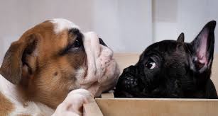 Rather, go to the akc website, click on bulldogs, and look after you buy a bulldog, you will be in for thousands of dollars of veterinary care over the course of its lifetime. English Bulldog And French Bulldog Comparison Bulldogology