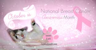 Progesterone therapy sometimes is used to treat skin conditions in all furry creatures, including cats. Vet 101 Cats Get Breast Cancer Too Cat Wisdom 101 Everything Feline Since 2011