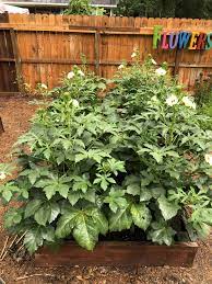 Mature okra plants are tall and wide and need plenty of room to spread. Add Some Cajun To Your Garden With Jambalaya Okra Gardening In The Panhandle