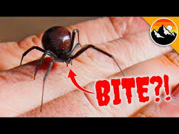 While black widow and brown recluse spider bites are not common, they do occur. Will It Bite Black Widow Challenge Tests Nerves Youtube
