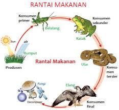 Pengertian Dan Jenis Rantai Makanan Beserta Contohnya Terlengkap Http Www Gurupendidikan Com Pengertian Dan Jenis Rantai Ma Rantai Makanan Ekosistem Rantai