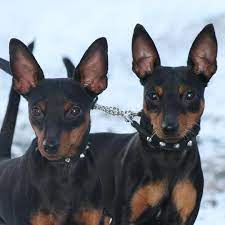 Miniature Pinscher Zwergpinscher Min Pin King Of The Toys Miniature Pinscher Puppies And Kitties Miniature Doberman