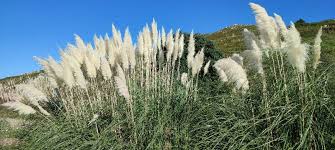 Image result for Danthoniopsis chimanimaniensis