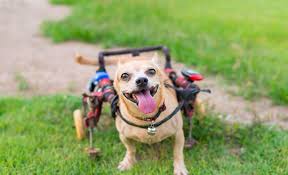 The files i provided are more of a guide to help you build a custom cart for your pup. 8 Dog Diy Wheelchair Plans Learn How To Build A Dog Wheelchair