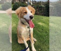 Border Collie Golden Retriever Mix Dogs For Adoption In Usa Page 1 10 Per Page Puppyfinder Com