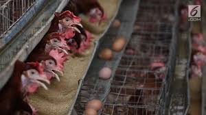 Draft contoh surat perjanjian kerjasama usaha, jual beli tanah dan rumah, sewa menyewa, hutang piutang, kontrak kerja dan perjanjian lainnya. Bantu Ketahanan Pangan Peternakan Ayam Modern Mulai Dibangun Di Yogyakarta Bisnis Liputan6 Com