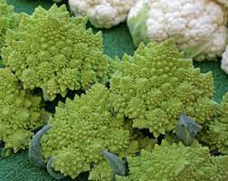 It is sometimes assumed to be a hybrid between broccoli and cauliflower but is botanically different (although related). Romanesco Wisconsin Horticulture