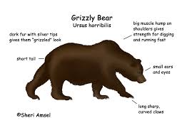 Our experience seeing a grizzly bear attack a young bison. Bear Grizzly