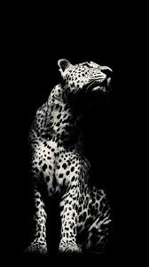 Black And White Photos Of Wild Animals Animalphotography Animal Photography Wolves Animals Black And White Wild Animals Photography Wild Animal Wallpaper