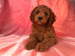 Be sure to be precise and know what you want in your new puppy. Puppies Sold At Purebred Pups