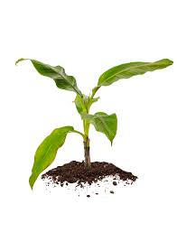 Shop great deals on plants & seedlings. Rare Unique Tropical Plants For Sale Turn It Tropical