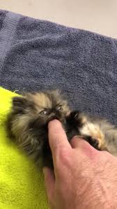 Summerville pet clinic march 18 at 9:14 am due to inclement weather expected this evening, walk in clinic will be closed for tonight and reopen saturday morning at 8am. Summerville Pet Clinic Home Facebook