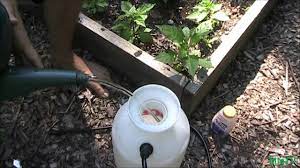 We did not find results for: Simplest Cheapest Method To Prevent Blossom End Rot Ber Using Tums Youtube