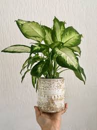 Dieffenbachia Maculata Camille